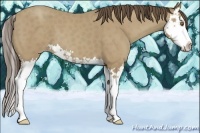 Horse Color:Classic Cream Champagne Splash