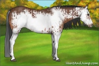 Horse Color:Bay Splash Frame  and Bay Splash Frame 