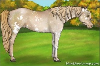 Horse Color:White Spotted Liver Chestnut Pearl Appaloosa