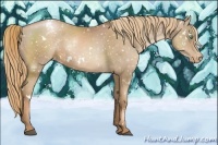 Horse Color:White Spotted Liver Chestnut Pearl Appaloosa 