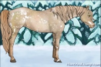 Horse Color:White Spotted Liver Chestnut Pearl Appaloosa
