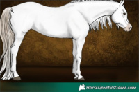 Horse Color:White Spotted Liver Chestnut Appaloosa 