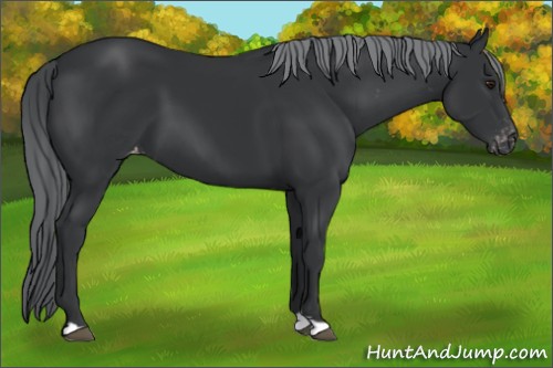 Horse Color:Black Chinchilla Appaloosa