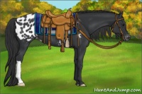 Horse Color:Black Appaloosa