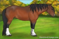 Horse Color:Brown 