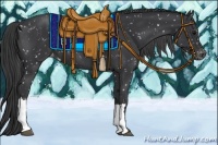 Horse Color:Black Appaloosa