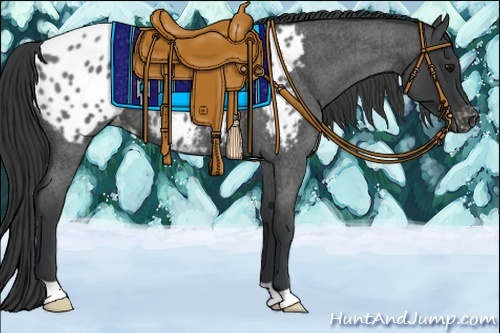 Horse Color:Blue Roan Appaloosa 