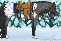 Horse Color:Blue Roan Appaloosa 