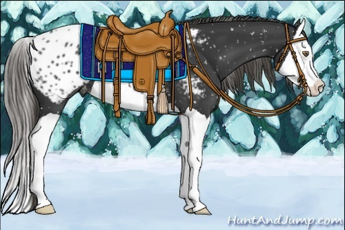 Horse Color:Smoky Black Splash Appaloosa