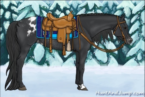 Horse Color:Black Appaloosa Rabicano 