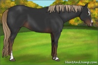 Horse Color:Liver Chestnut Sabino 