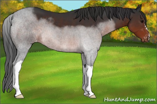 Horse Color:Brown Appaloosa