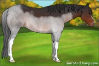 Horse Color:Brown Appaloosa 