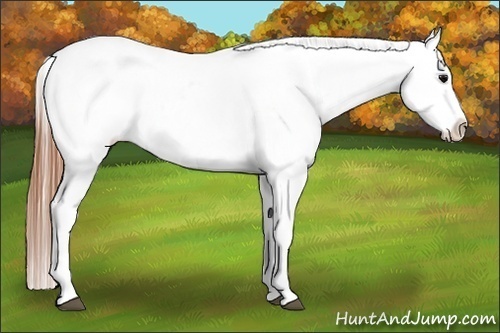 Horse Color:Grullo Appaloosa