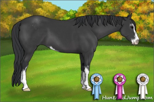 Horse Color:Black Sabino 