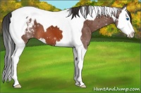 Horse Color:Bay Splash Tobiano Appaloosa 