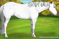 Horse Color:Black Splash Tobiano Appaloosa 