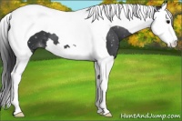 Horse Color:Black Splash Tobiano 