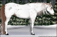 Horse Color:White Spotted Chestnut Ice Appaloosa 