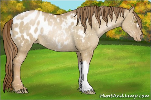 Horse Color:Liver Red Dun Pearl Appaloosa Rabicano