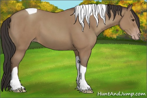 Horse Color:Unknown 