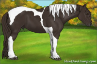 Horse Color:Gray Chestnut Tobiano