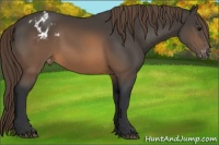 Horse Color:Buckskin Varnish