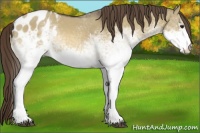 Horse Color:White Spotted Buckskin Dun Appaloosa Rabicano