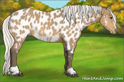 Horse Color:Silver Buckskin Sabino Appaloosa 