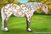 Horse Color:Silver Buckskin Sabino Appaloosa