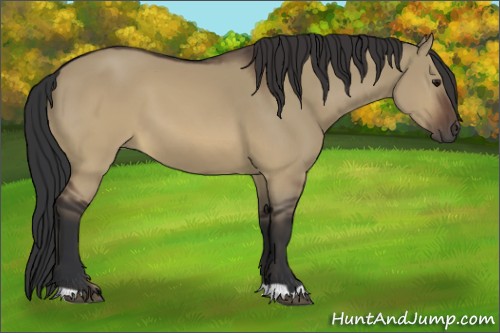 Horse Color:Brown Dun