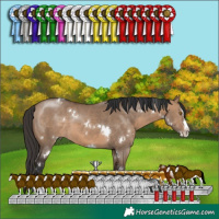 Horse Color:White Spotted Brown Dun Sabino Splash Rabicano 