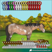 Horse Color:White Spotted Brown Dun Sabino Splash Rabicano