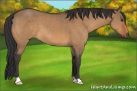 Horse Color:Bay Dun
