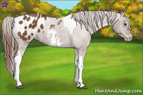 Horse Color:White Spotted Chestnut Splash Tobiano Frame Appaloosa 
