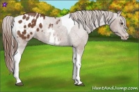 Horse Color:White Spotted Chestnut Splash Tobiano Frame Appaloosa 