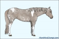 Horse Color:Silver Grullo Ice Tobiano 