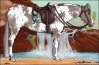 Horse Color:White Spotted Chocolate Grullo 