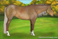 Horse Color:Chocolate Silver Buckskin 