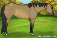 Horse Color:Brown Dun Brindle 