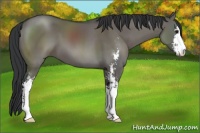 Horse Color:Grullo Sabino
