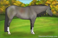 Horse Color:Smoky Grullo