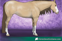 Horse Color:Classic Cream Champagne Dun