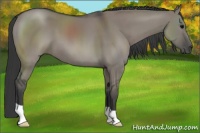 Horse Color:Grullo 