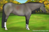Horse Color:Grullo 