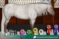 Horse Color:Silver Grullo Roan 