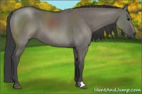 Horse Color:Smoky Grullo 