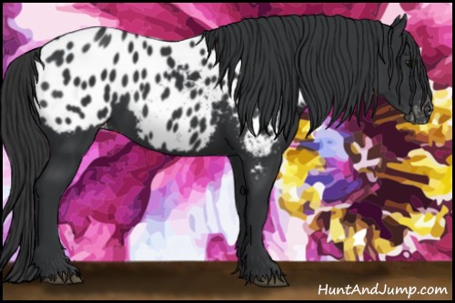 Horse Color:Black Appaloosa 