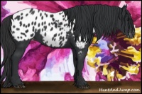 Horse Color:Black Appaloosa 