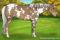 Horse Color:White Spotted Chocolate Palomino Appaloosa